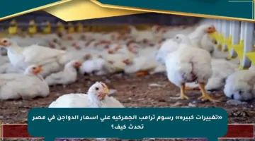 «تغييرات كبيرة» رسوم ترامب الجمركية على أسعار الدواجن في مصر تحدث كيف؟